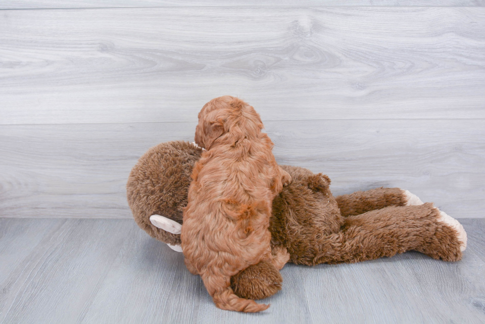 Cockapoo Pup Being Cute