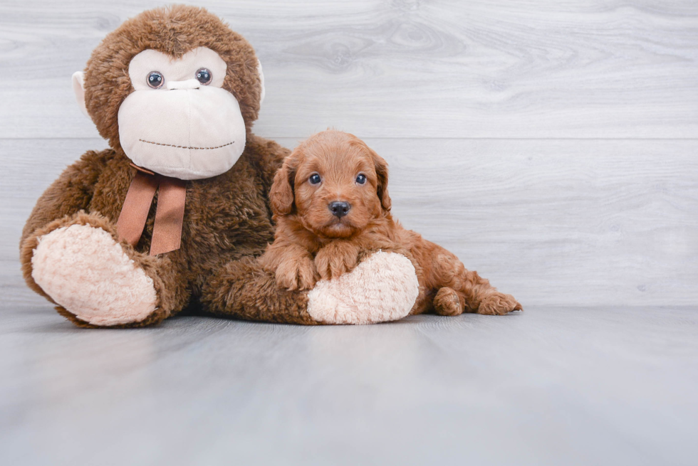 Cockapoo Puppy for Adoption