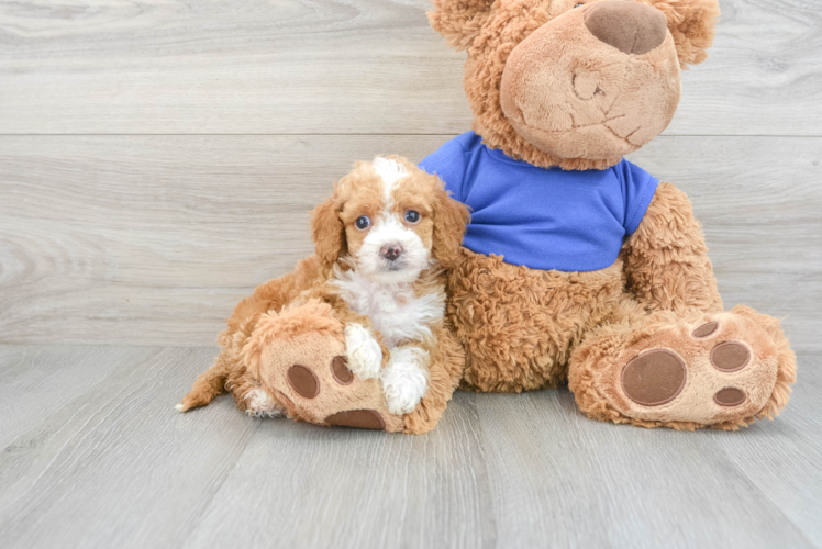 Hypoallergenic Cockerpoo Poodle Mix Puppy