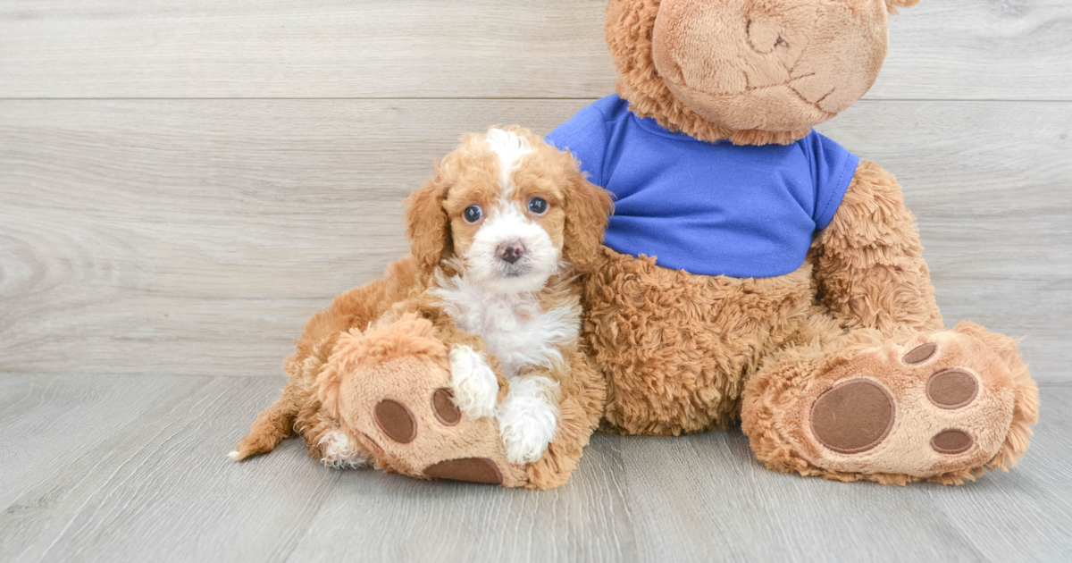 Little Cockapoo Conrad: 2lb 2oz Doodle Puppy