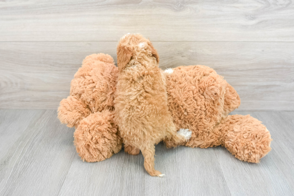 Happy Cockapoo Baby