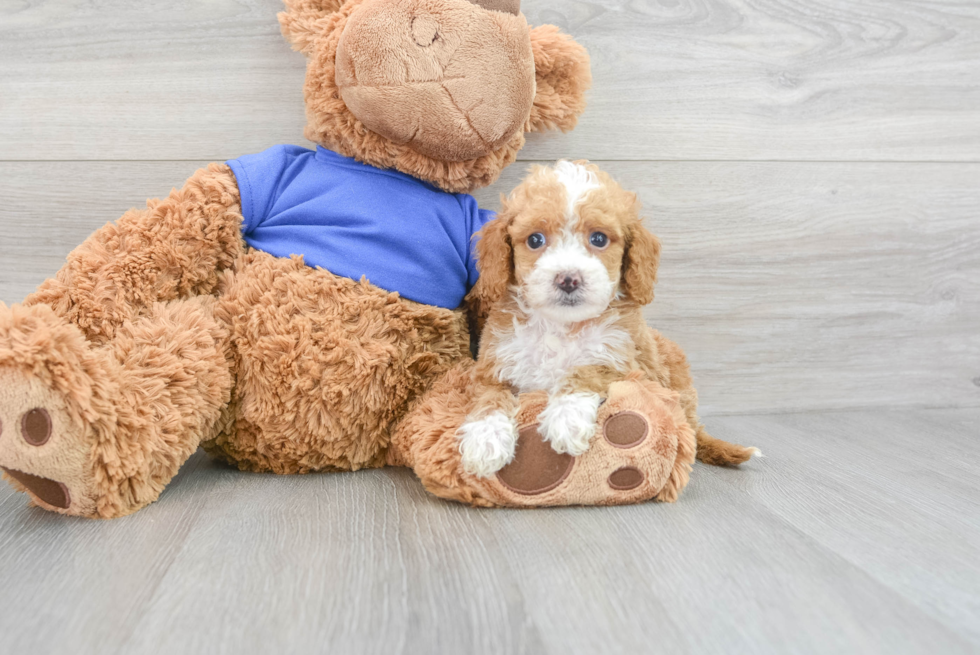 Playful Cockerpoo Poodle Mix Puppy