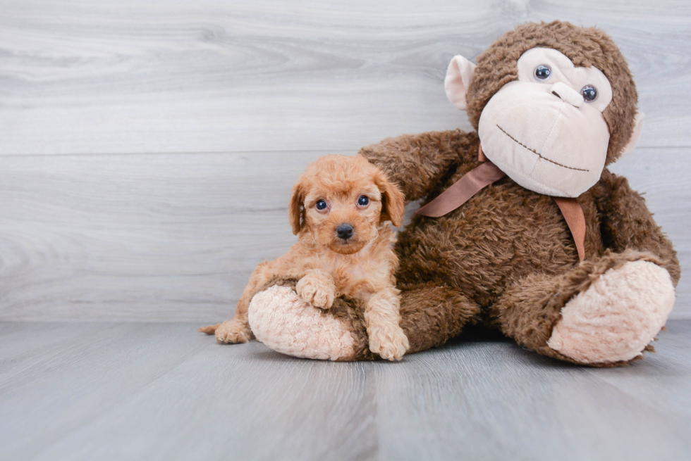 Best Cockapoo Baby