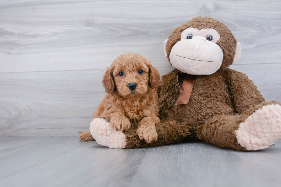 Cockapoo Pup Being Cute