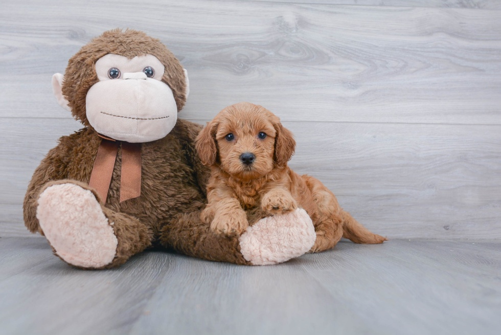 Smart Cockapoo Poodle Mix Pup