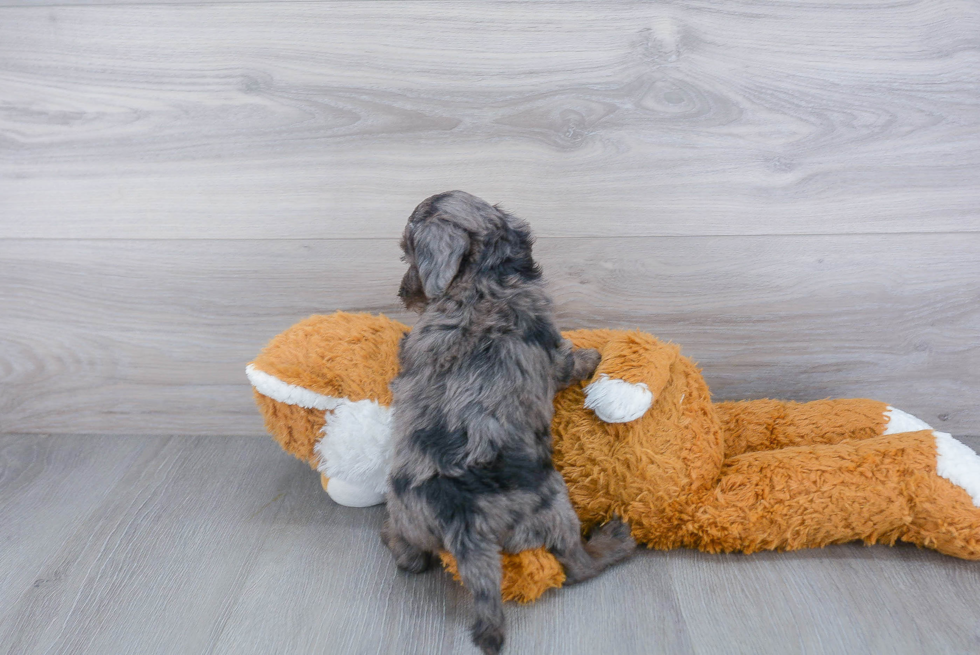 Cockapoo Pup Being Cute