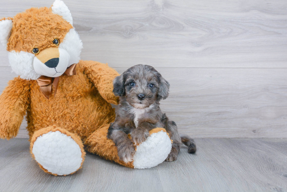 Popular Cockapoo Poodle Mix Pup