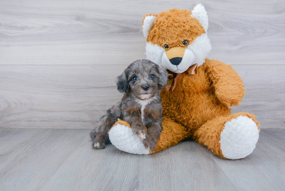 Playful Cockerpoo Poodle Mix Puppy