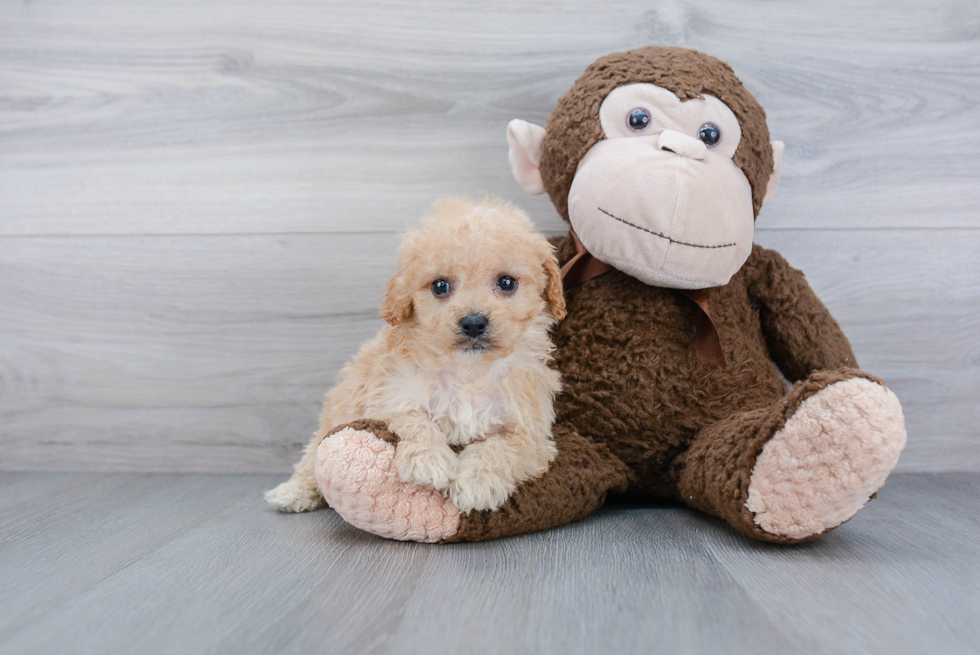 Best Cockapoo Baby
