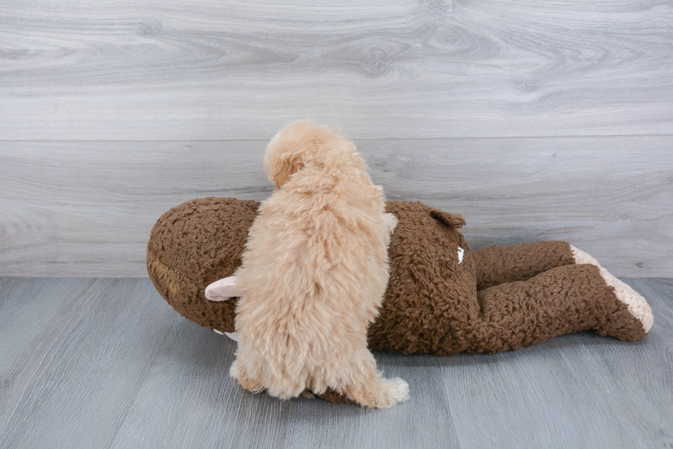 Cockapoo Puppy for Adoption