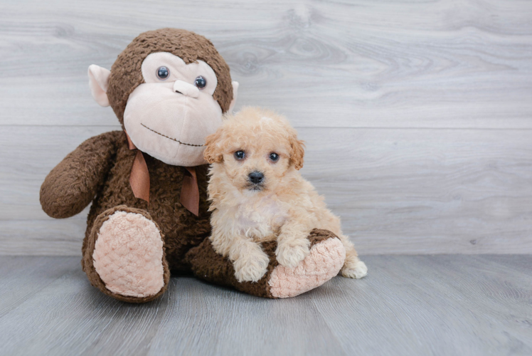 Best Cockapoo Baby