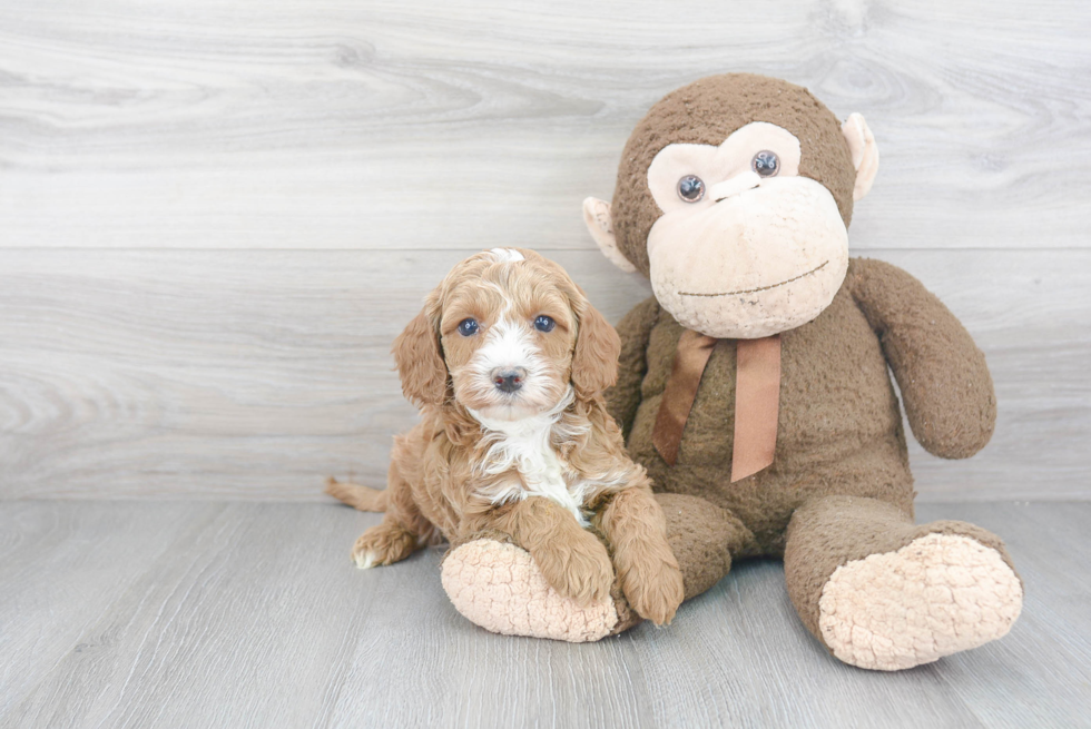 Happy Cockapoo Baby