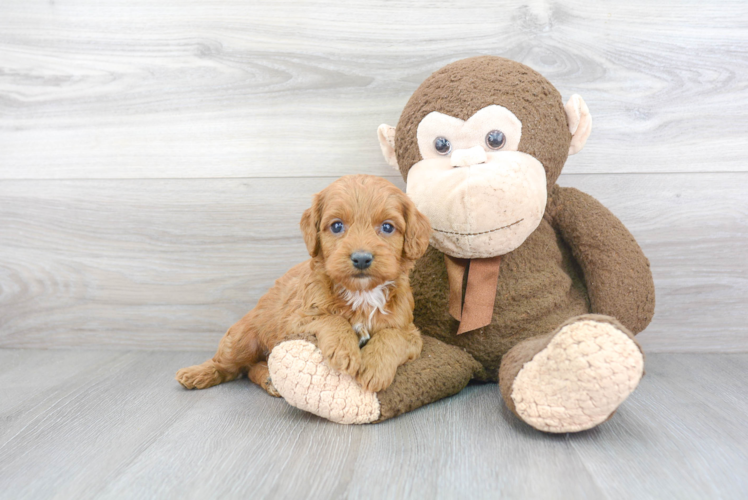 Little Cockerpoo Poodle Mix Puppy