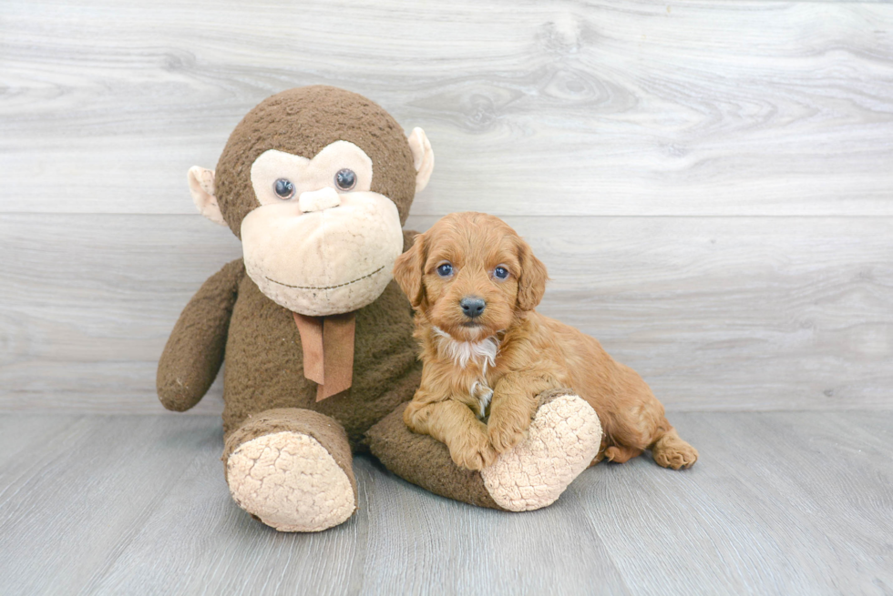 Best Cockapoo Baby