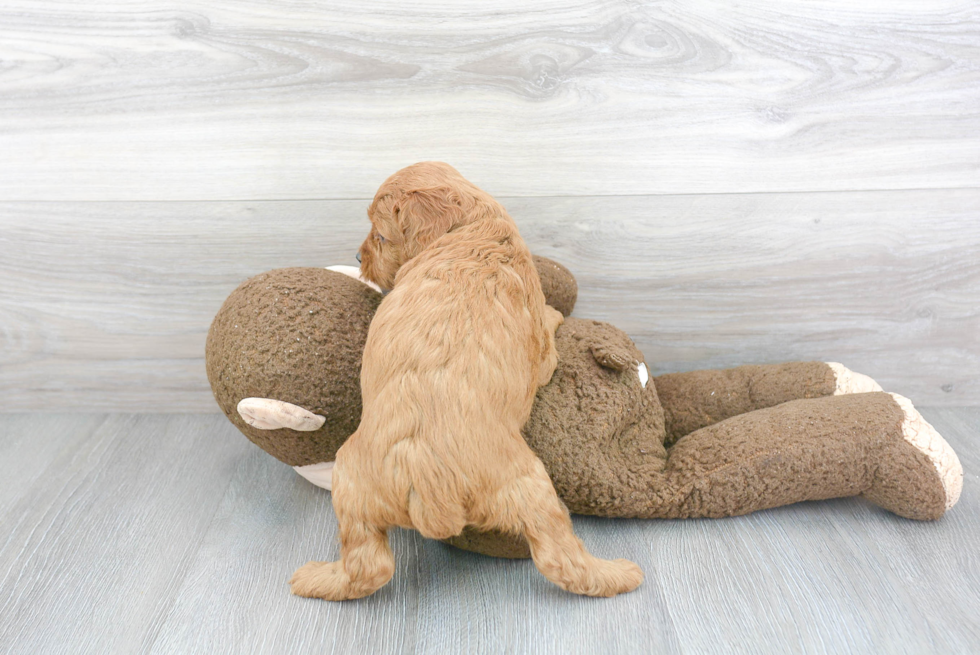 Cockapoo Pup Being Cute