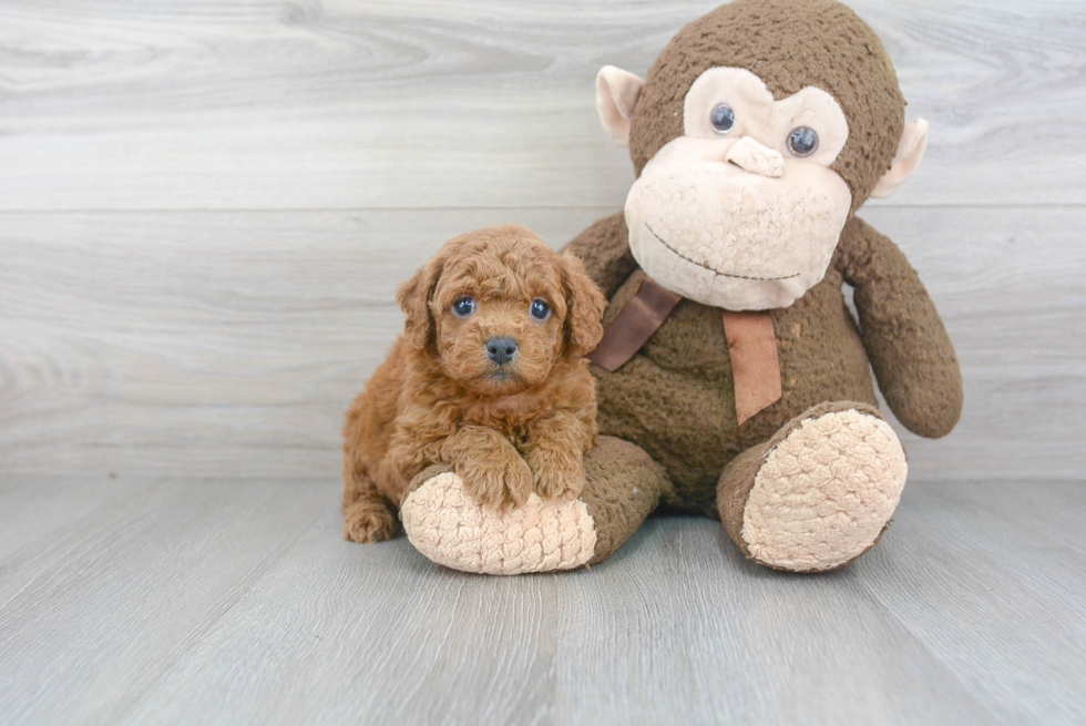 Cockapoo Pup Being Cute