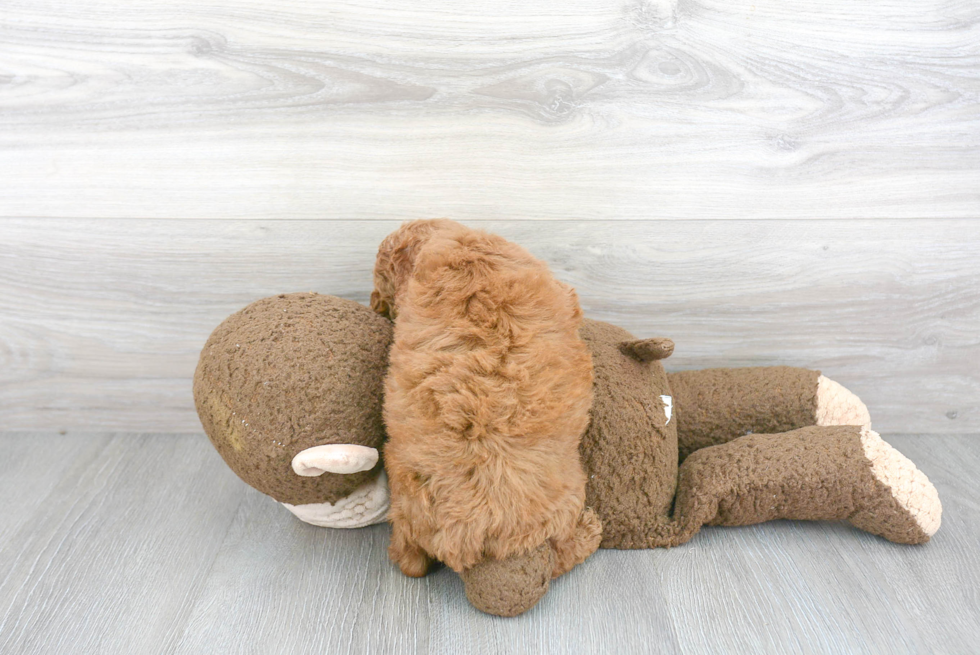 Playful Cockerpoo Poodle Mix Puppy