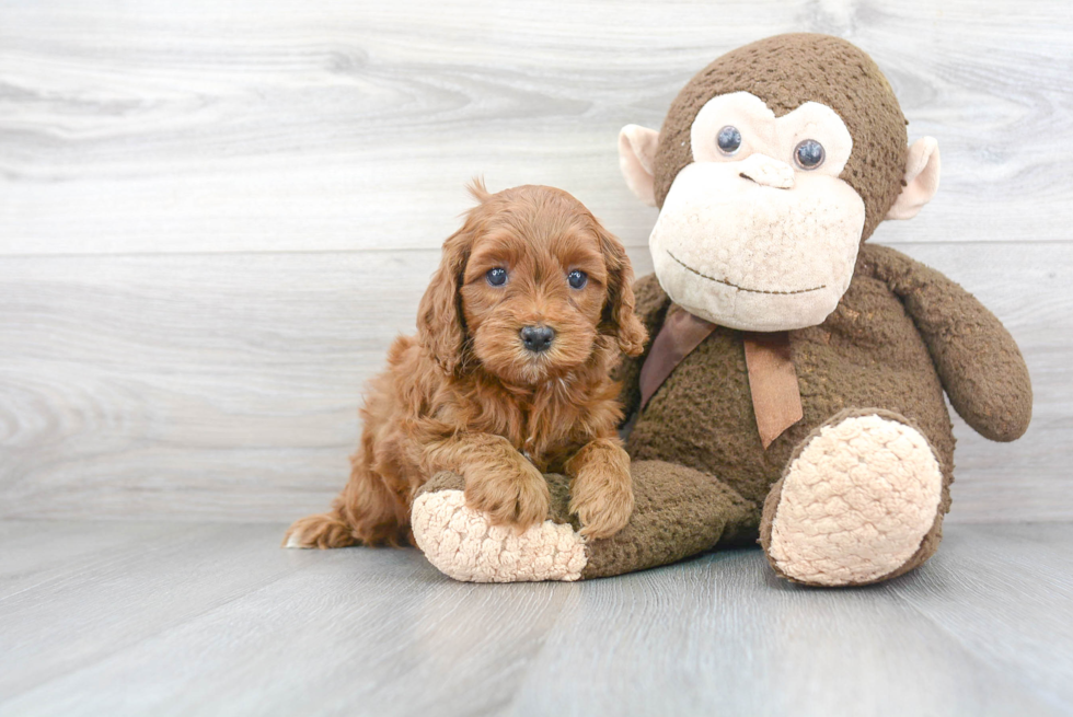 Cockapoo Puppy for Adoption