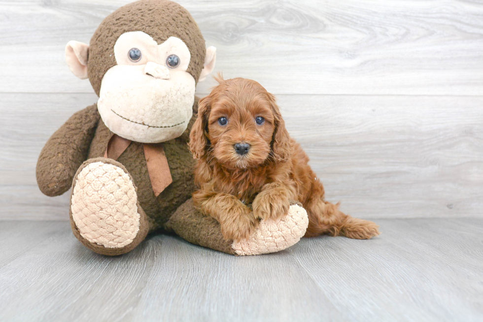 Cockapoo Puppy for Adoption