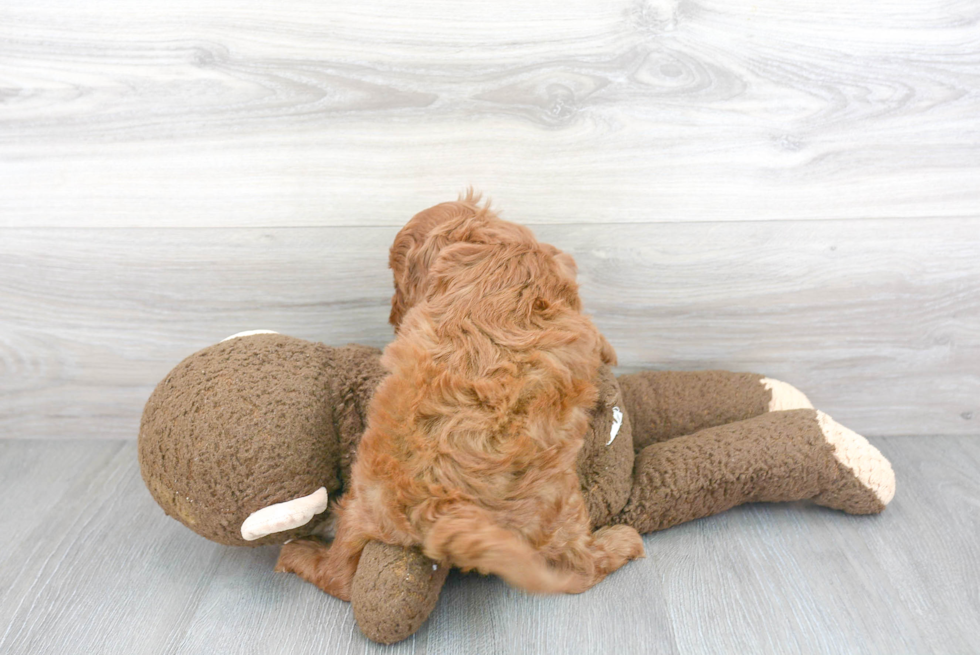 Funny Cockapoo Poodle Mix Pup