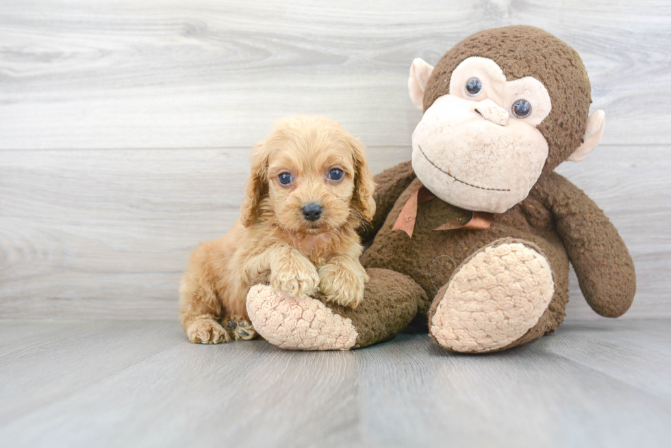 Cockapoo Pup Being Cute