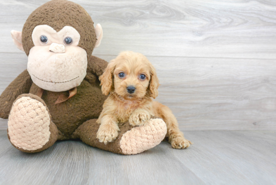 Happy Cockapoo Baby