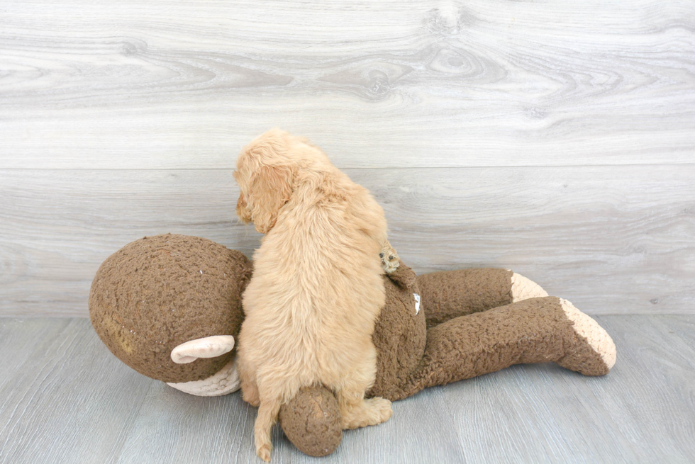 Energetic Cockerpoo Poodle Mix Puppy