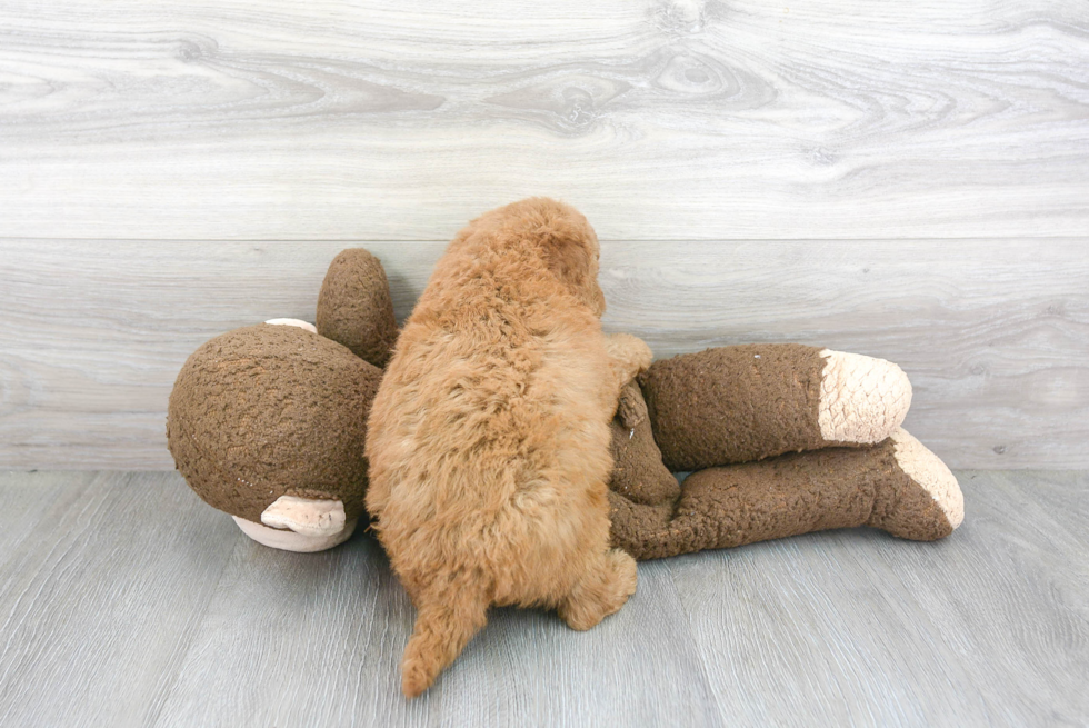 Cockapoo Pup Being Cute