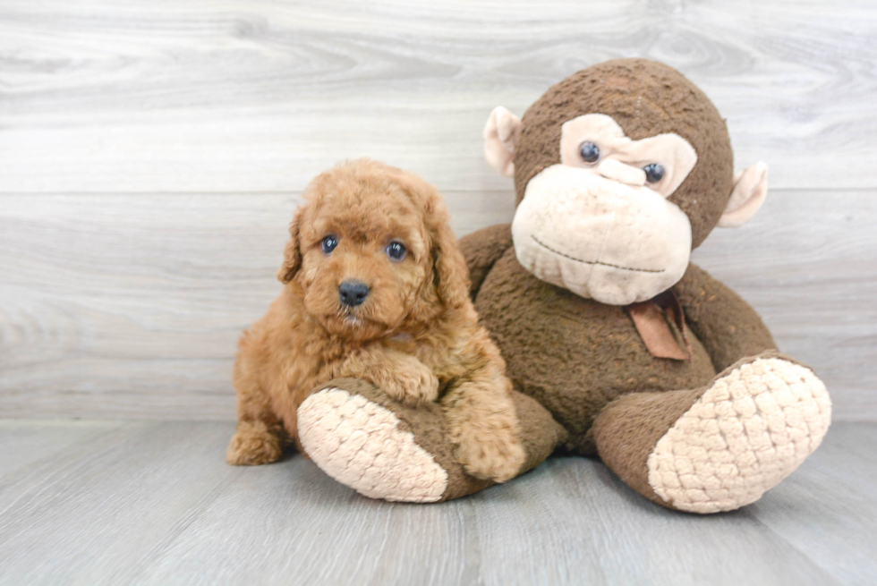 Playful Cockerpoo Poodle Mix Puppy