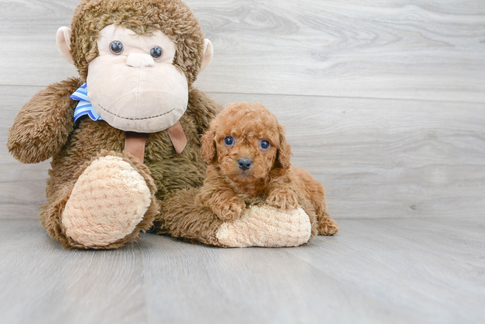 Cockapoo Pup Being Cute