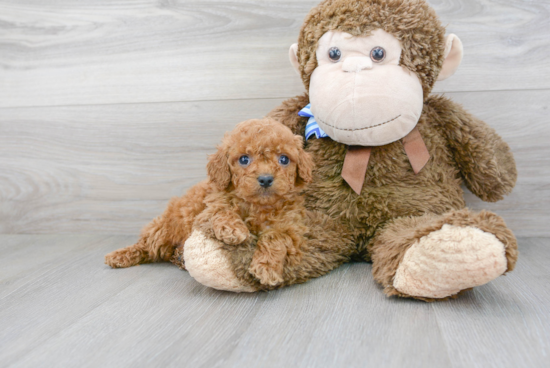 Playful Cockerpoo Poodle Mix Puppy