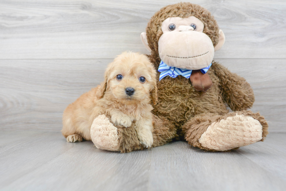 Cockapoo Pup Being Cute