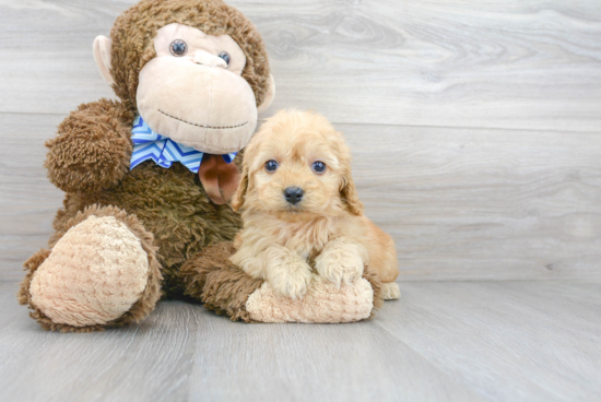 Cockapoo Pup Being Cute