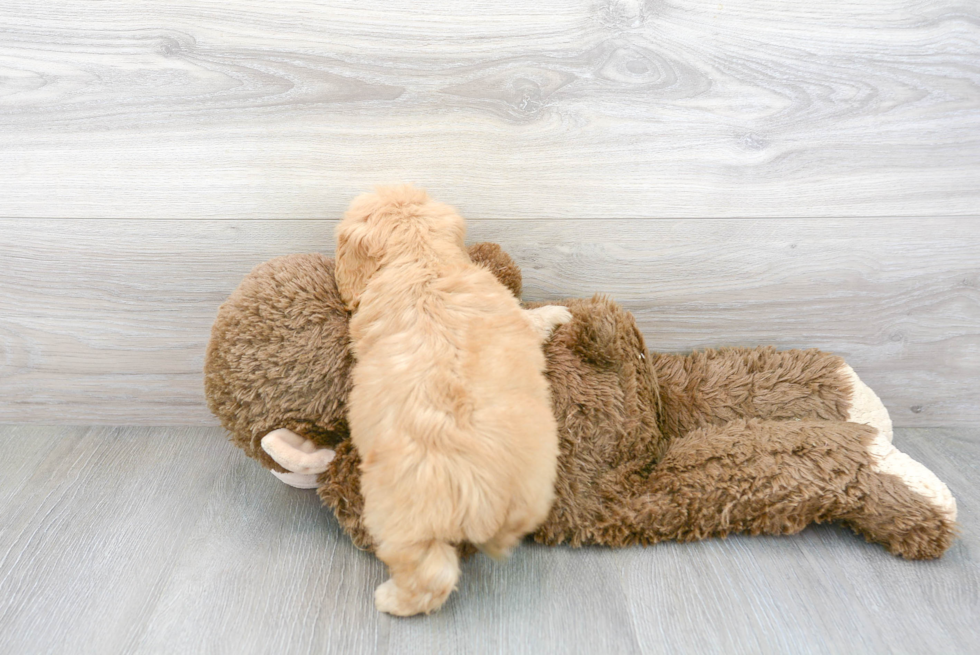 Petite Cockapoo Poodle Mix Pup