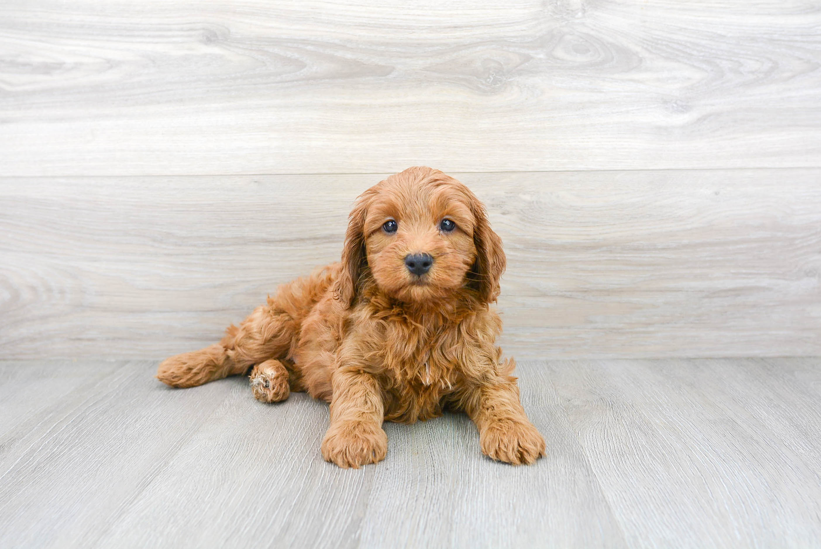 Hypoallergenic Cockerpoo Poodle Mix Puppy