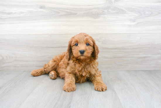 Hypoallergenic Cockerpoo Poodle Mix Puppy