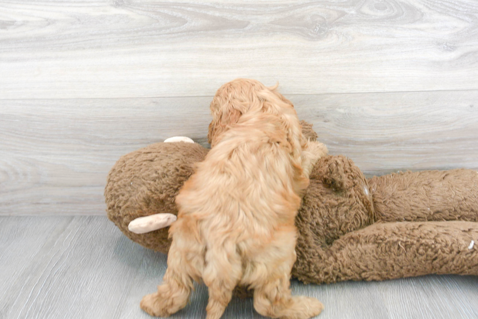 Smart Cockapoo Poodle Mix Pup