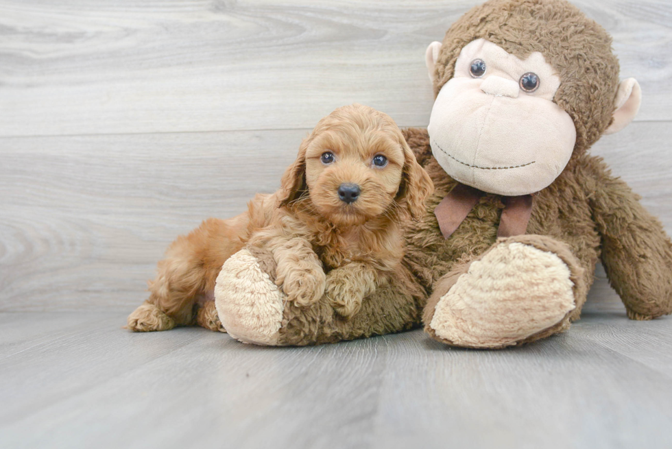 Petite Cockapoo Poodle Mix Pup