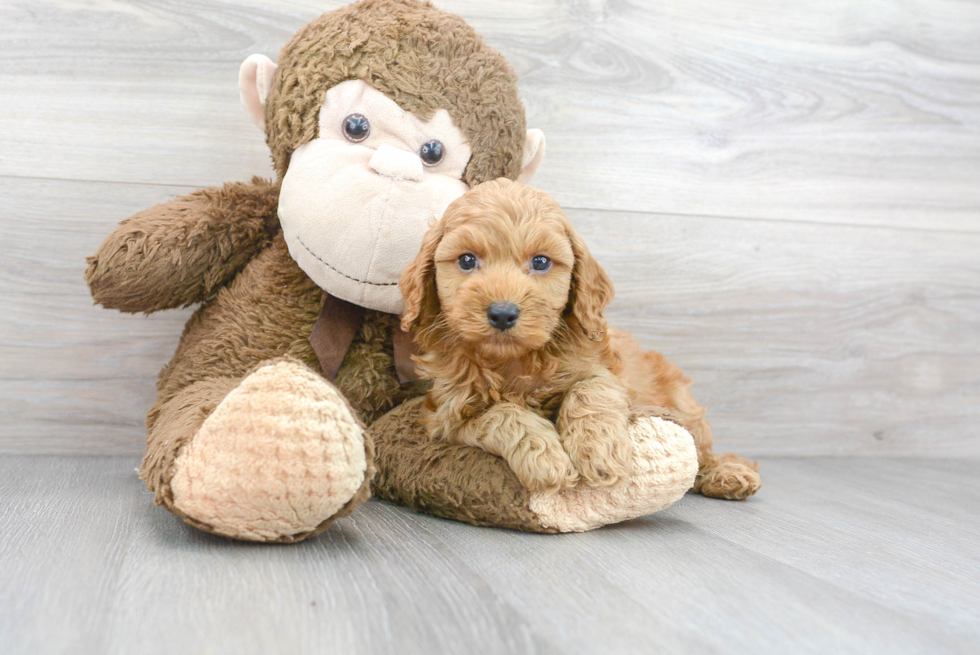 Friendly Cockapoo Baby