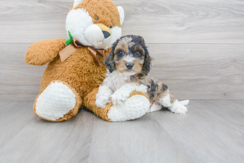 Cockapoo Pup Being Cute