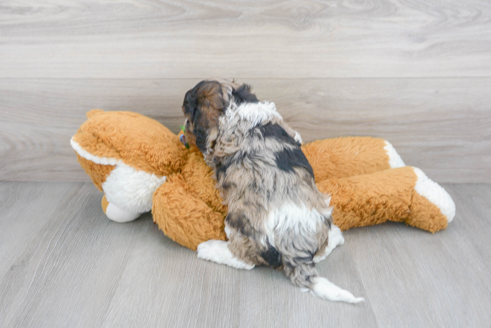 Best Cockapoo Baby