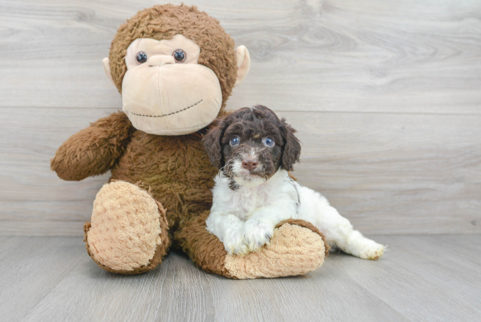 Cockapoo Pup Being Cute