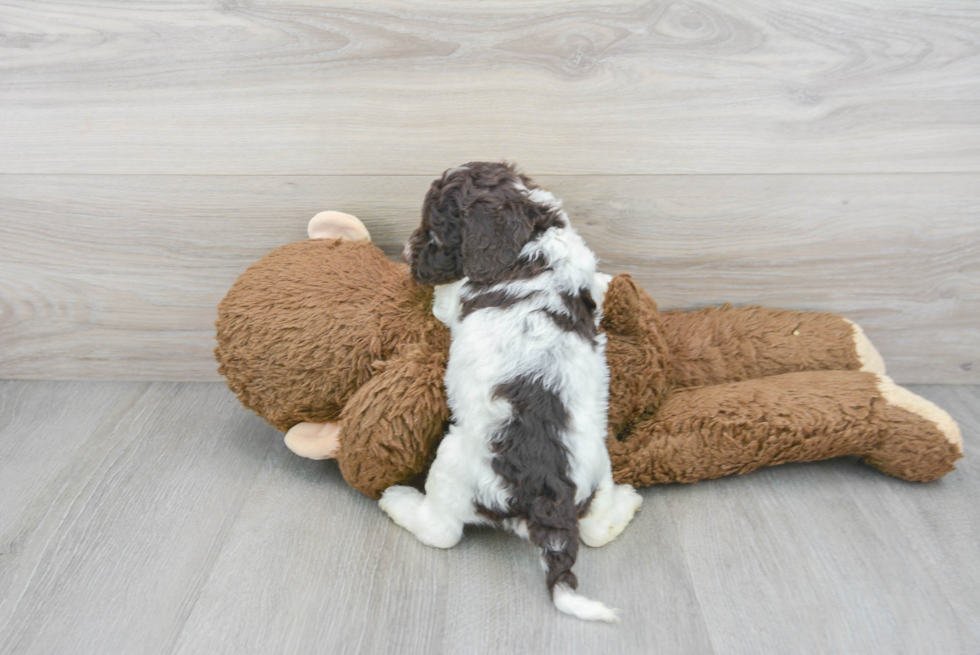 Sweet Cockapoo Baby