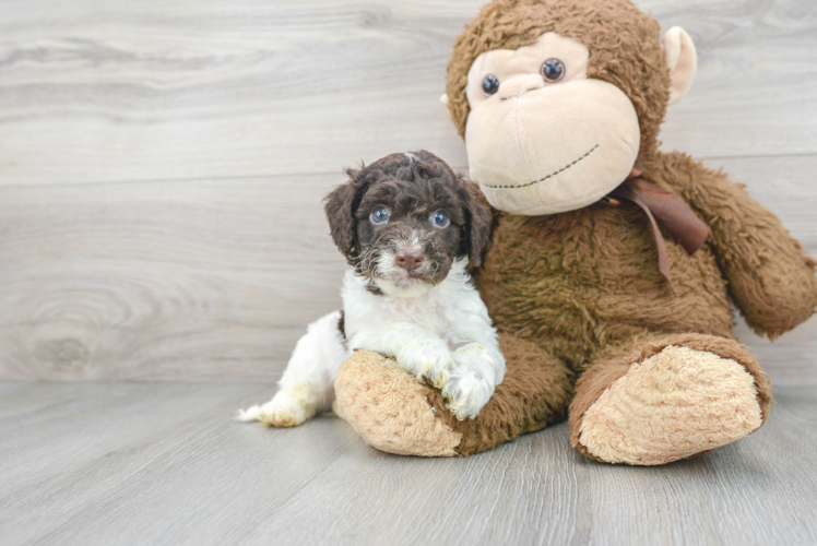 Fluffy Cockapoo Poodle Mix Pup