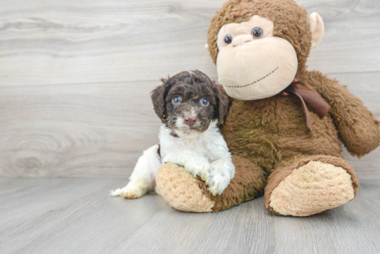 Fluffy Cockapoo Poodle Mix Pup