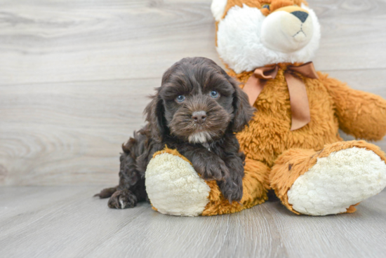 Friendly Cockapoo Baby