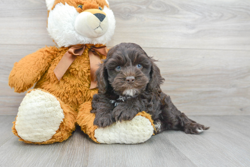 Best Cockapoo Baby