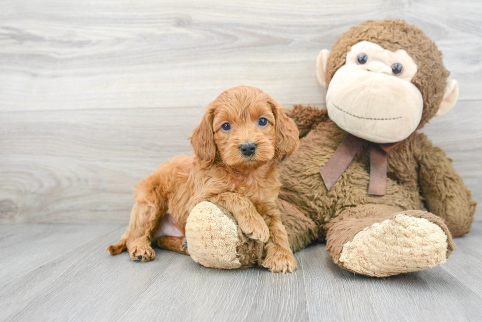 Cockapoo Puppy for Adoption