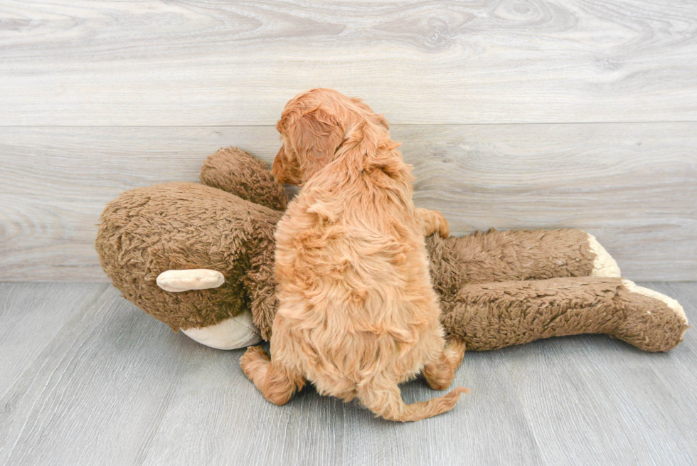 Cockapoo Pup Being Cute