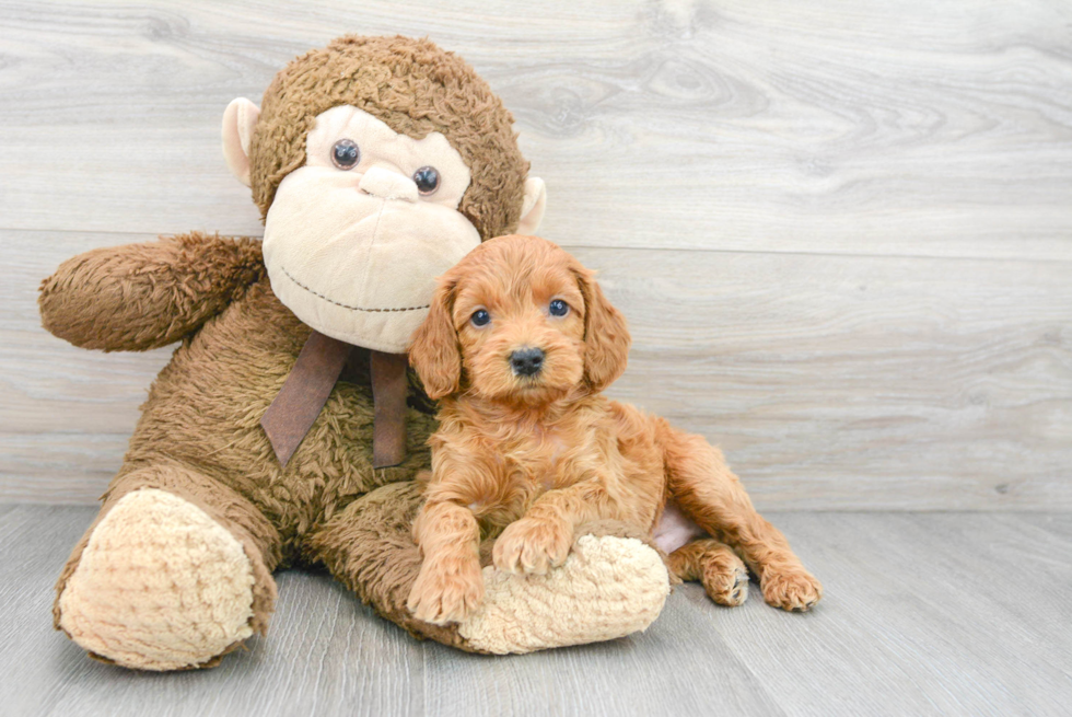 Petite Cockapoo Poodle Mix Pup